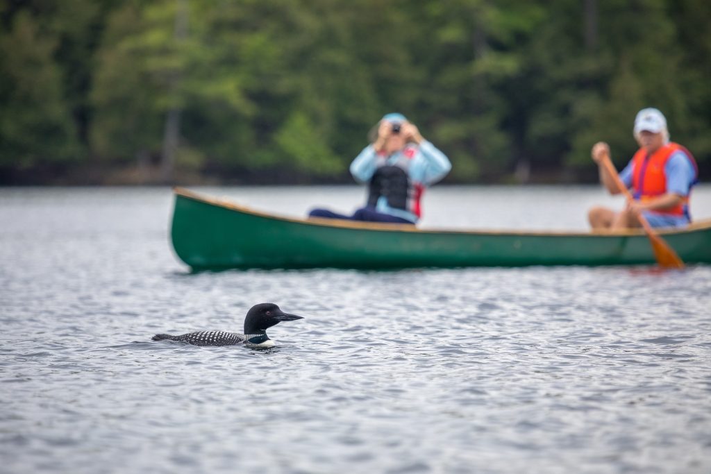 Loon on lake in front of canoe