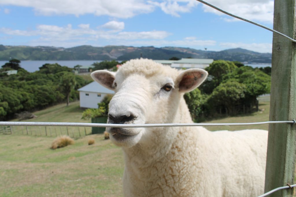 Sheep new zealand