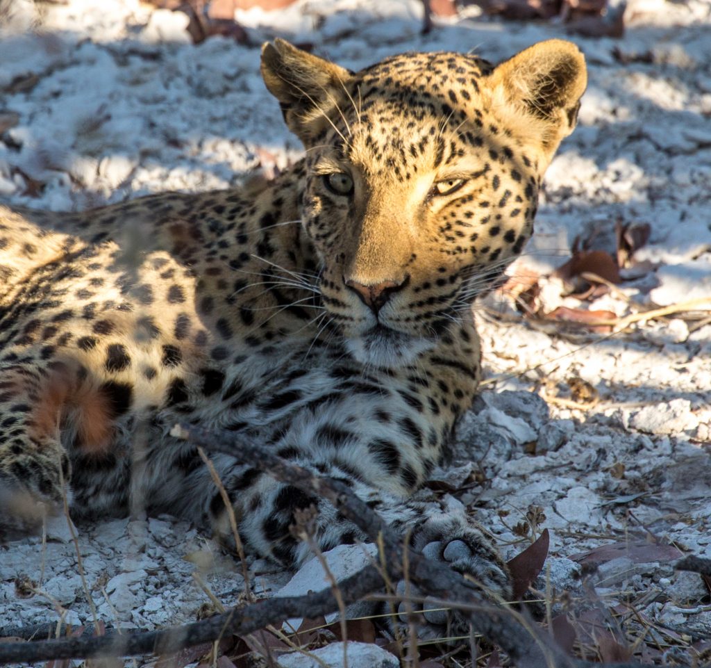 leopard, etosha national park namibia