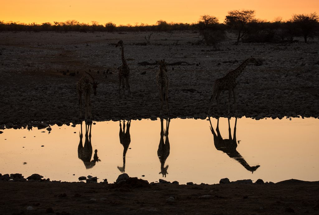 giraffe water hole etosha national park namibia