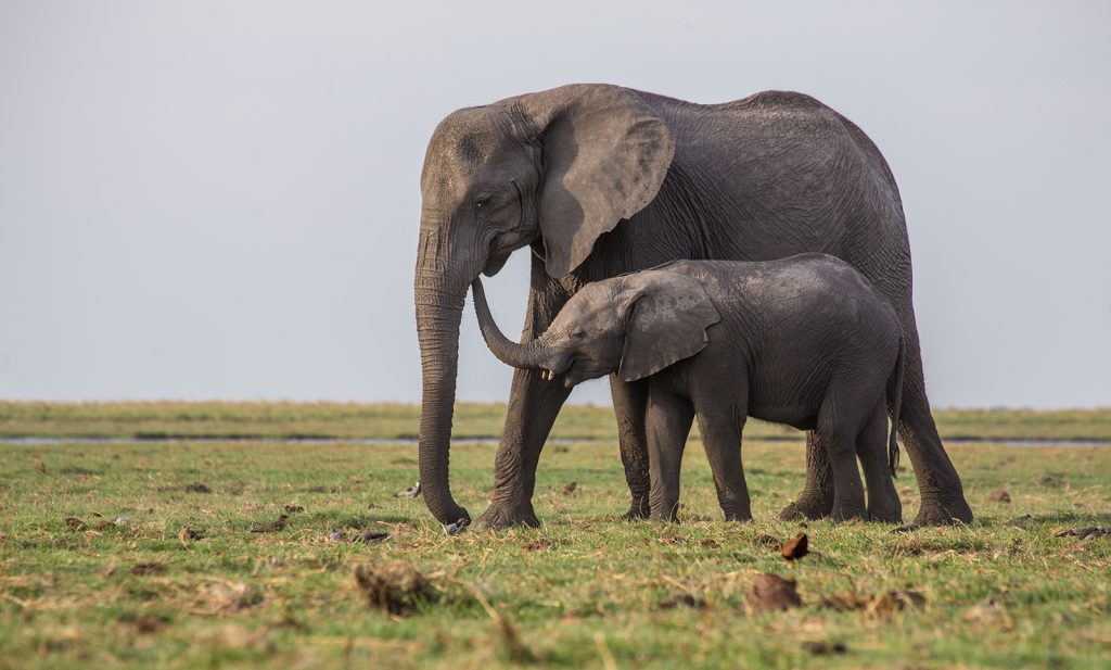 Elephant with calf, Chobe National Park, Botswana