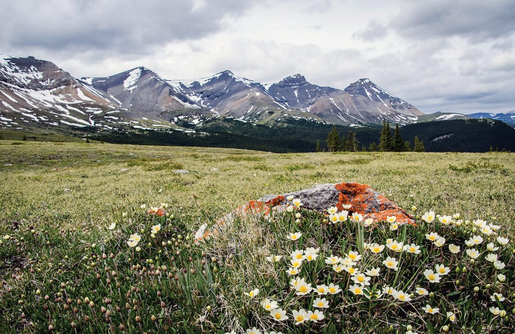 A meadow of wildflowers with mountains in the background
