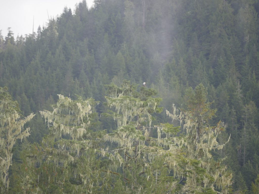 A bald eagle flies through the rainforest
