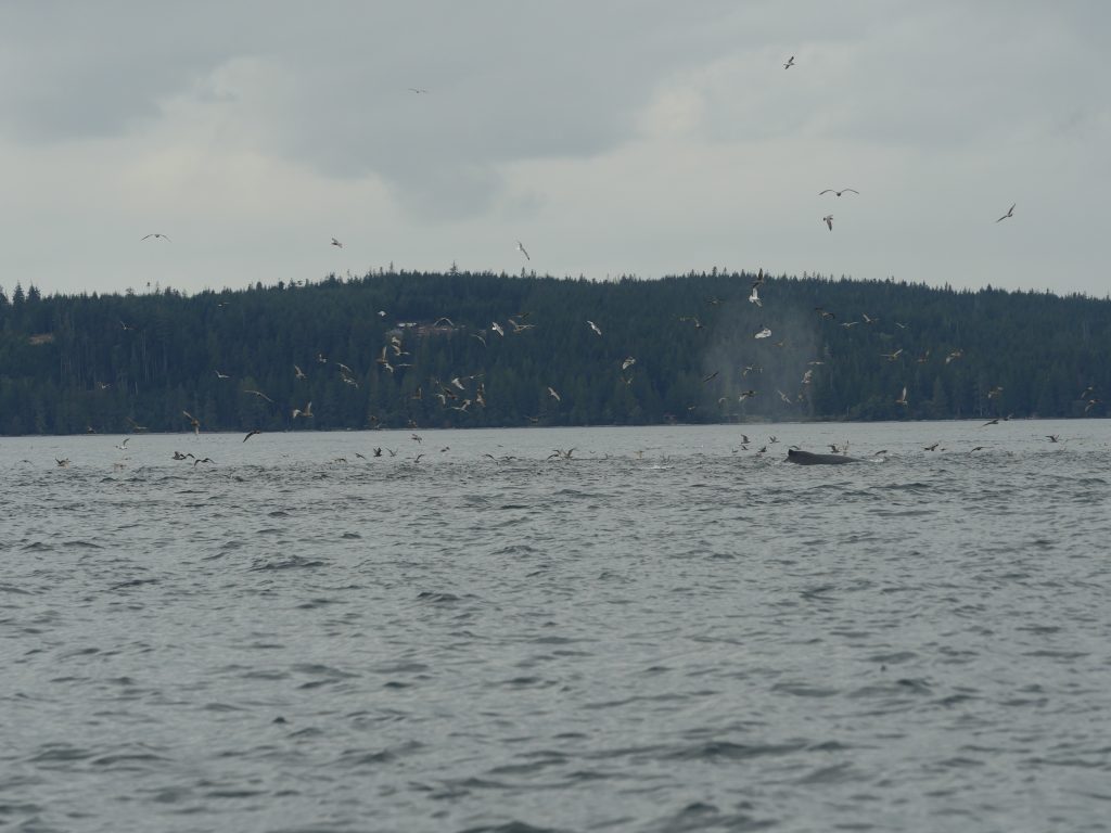 Whales feed on the ocean surface