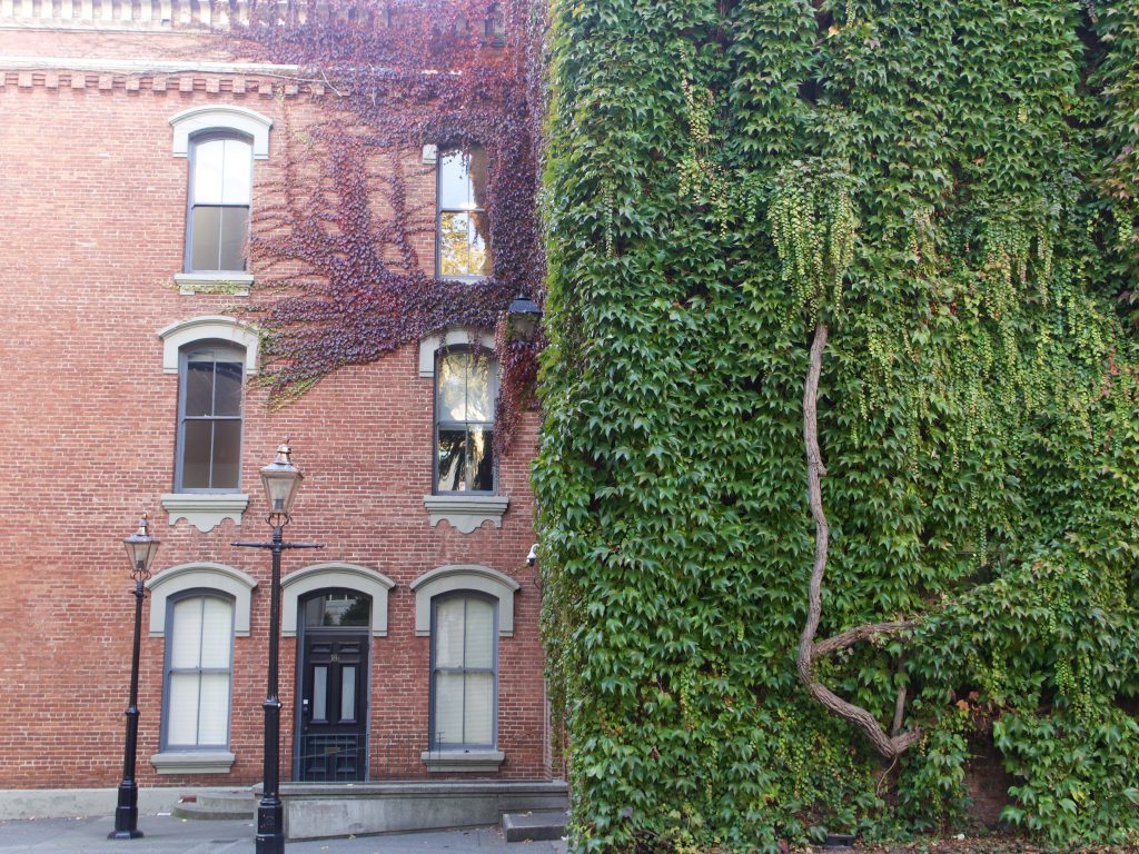 Ivy climbs up the wall of a building