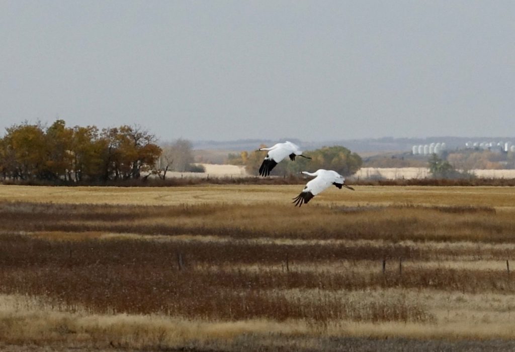 A pair of whooping cranes fly over a field